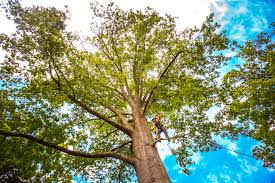 Why Choose Our Tree Removal Services in Sisters, OR?