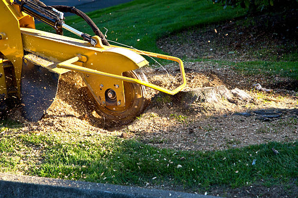 Best Fruit Tree Pruning  in Sisters, OR