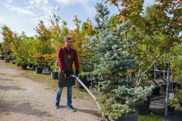 Tree and Shrub Care in Sisters, OR